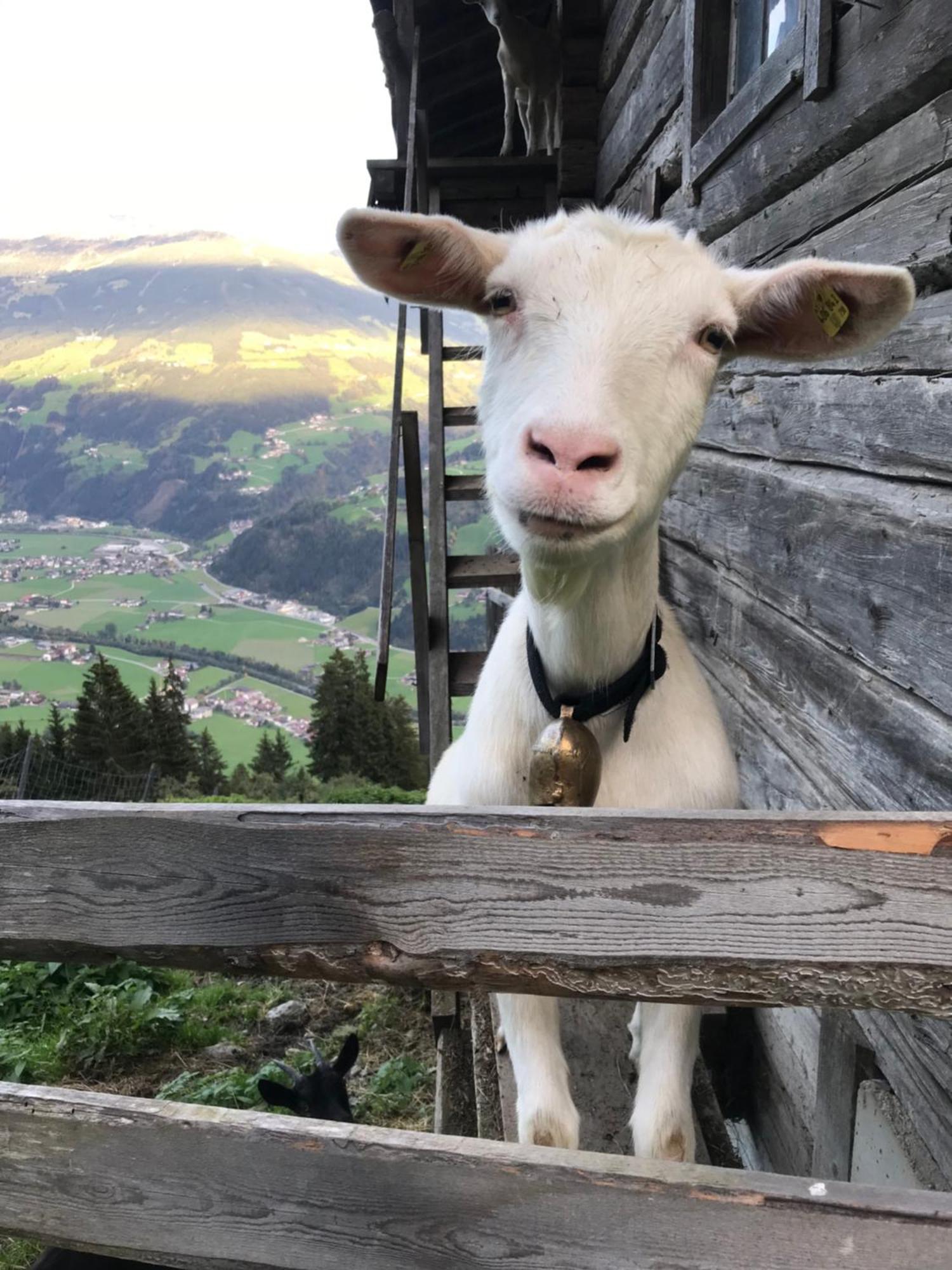 Goass'N Alm Zillertal Villa Hippach Buitenkant foto